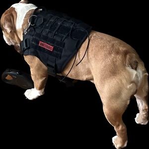 Large dog harness (we have a mini English bulldog)